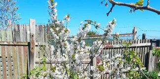 Winter and spring at Green Horizons allotment