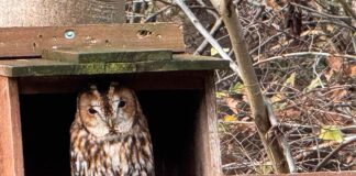 Thousands of trees planted as Kynren creates 150 acres of new wildlife habitat ahead of opening