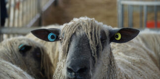 Exhibition ‘ewe’ would be ‘baa-rmy’ to miss