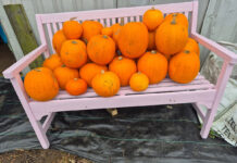 Pick your Halloween pumpkin at the Humble Garden