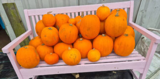 Pick your Halloween pumpkin at the Humble Garden