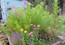 Summer at the Green Horizons Allotment