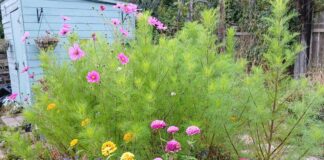 Summer at the Green Horizons Allotment