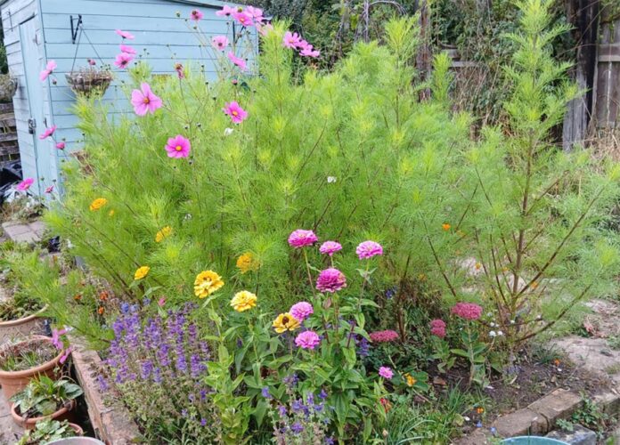 green-horizons-allotment